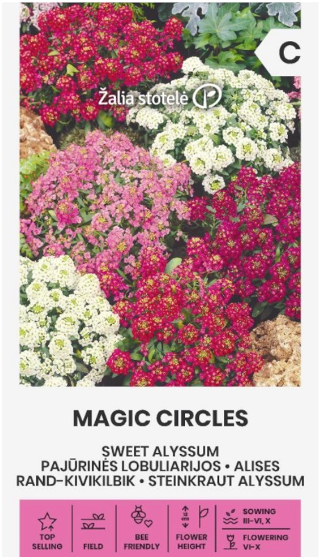 Smagliczka nadmorska Magic Circles odmiana o licznych kolorowych kwiatach nasiona Žalia stotelė sklep rajogrodnika